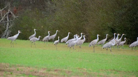 Sandhill cranes ready to take flight Stock Footage 314680954