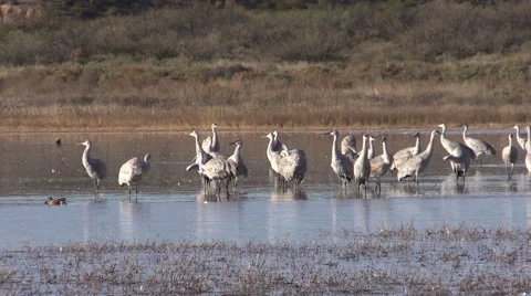 Sandhill Cranes Resting Vídeos de archivo 45138020