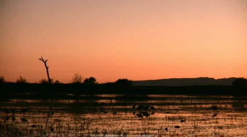 Sandhill Cranes at Sunset Video stock 75602
