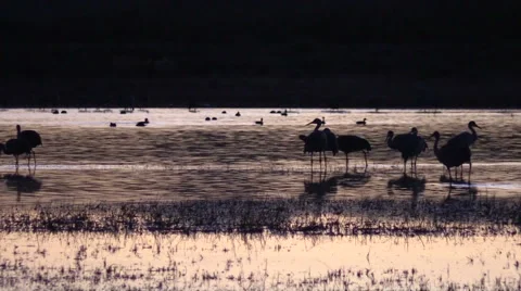 Sandhill Cranes at Sunset Vídeos de archivo 44717966