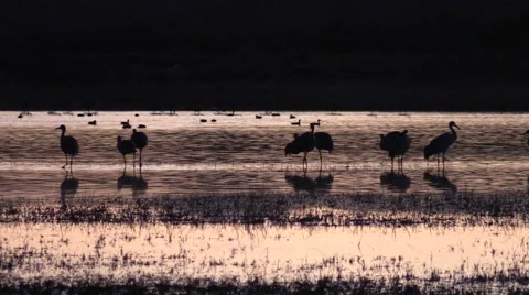Sandhill cranes at Sunset Stock-Footage 44719176