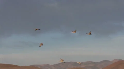 Sandhill Cranes Take Flight at Bosque Del Apache NWR Vídeos de archivo 45012636