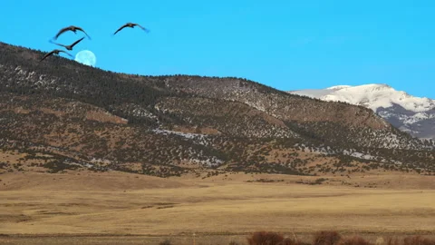 Sandhill Cranes Take Flight One Morning and Pass the Moon, San Juan Mountains Video stock 252392085