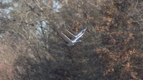 Sandhill cranes taking off from a field Vídeo Stock 334664321