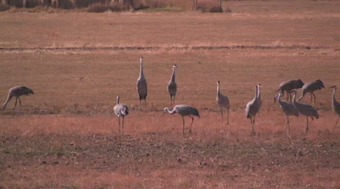 Sandhill cranes vocalize in a field while blackbirds land all around them 스톡 동영상 56245837