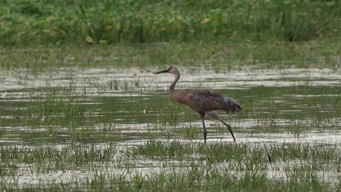 Sandhill Cranes Walking in a Marsh Stock-Footage 278237719