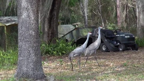 Sandhill cranes walking on a ranch Stock Footage 73345132