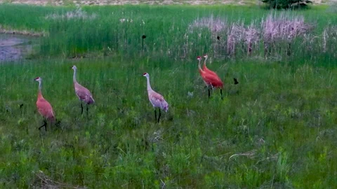 Sandhill Cranes Walking Through Green Michigan Marsh Stock Footage 345297673