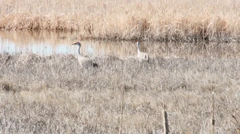 Sandhill Crans Stock Footage 2725864