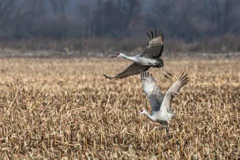 Sandhill Pair Stock Photos
