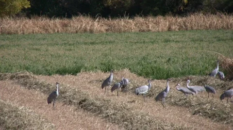 SandhillCraneFights Stock Footage 278683