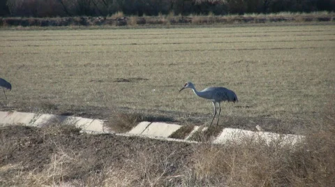 SandhillCraneJumpingDitch Stock Footage 286155