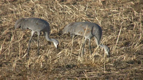 SandhillCranePairEating Vídeo Stock 286169