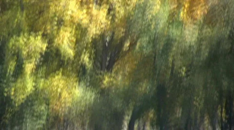 SandhillCranesFlying Stock Footage 278695