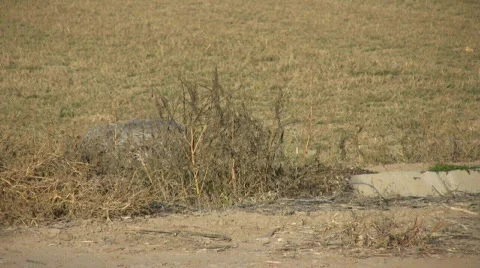 SandhillCranesWatchingEating Stock Footage 290621