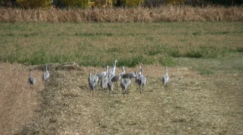 SandhillsWalkingAway Stock Footage 281925