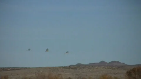 SandhillTrioFlying Stock Footage 286570