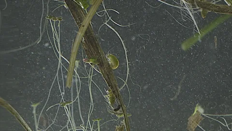 Sandhopper  (or Scud ) Juvenile Stock Footage 80644705