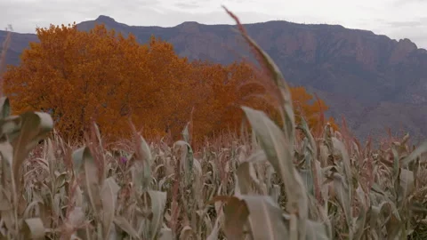 Sandia Mountains Fall Time with Corn Field Stock Footage 145519992