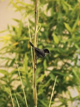 Sandinian Warbler on a trunk Stock Photos