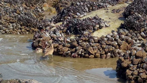 Sandpipe eats meal Stockbeeldmateriaal 237196690