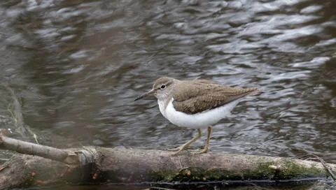 Sandpiper 3 Stock Photos