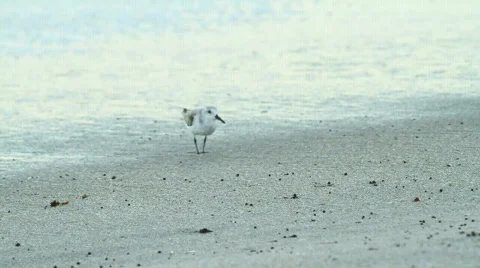 Sandpiper 4 Stock Footage 611119