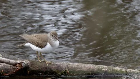 Sandpiper 4 Stock Photos
