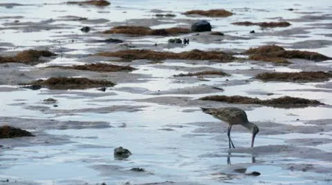 Sandpiper on the Beach Stock Footage 12528356