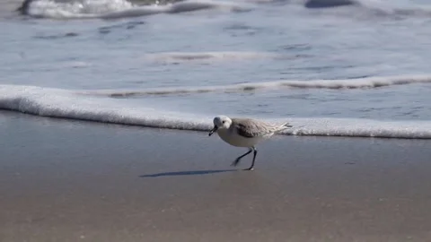 A Sandpiper on a beach. Vídeos de archivo 303553775