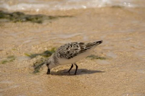 Sandpiper on the beach Stock Photos