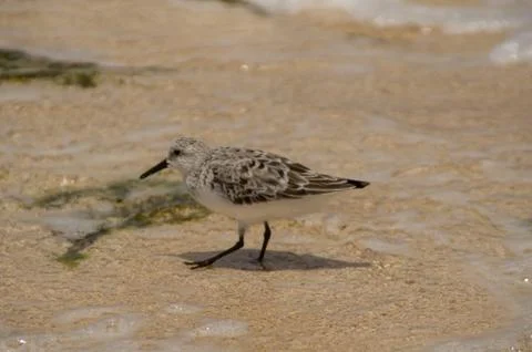 Sandpiper on the beach Stock Photos