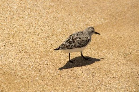 Sandpiper on the beach Stock Photos