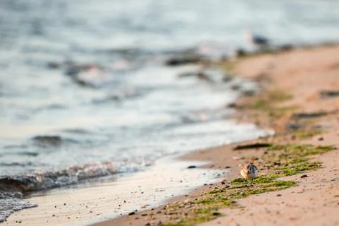 Sandpiper on beach Stock Photos