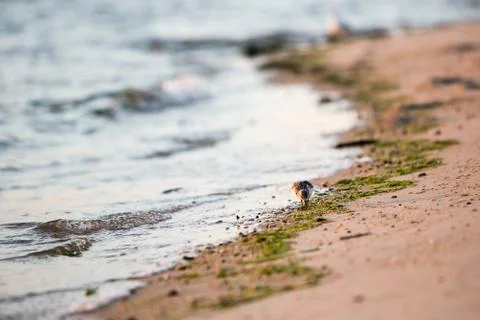 Sandpiper on beach Stock Photos