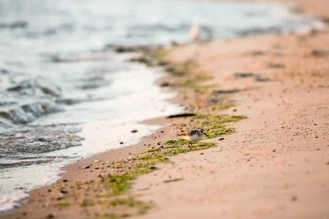 Sandpiper on beach Stock Photos