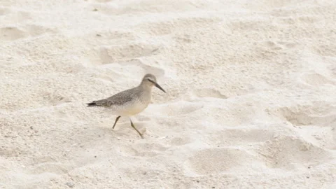 Sandpiper bird on the beach Stock Footage 153275962