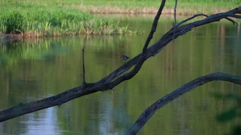 Sandpiper bird is moving down the dead tree over the river. Stock Footage 156302026