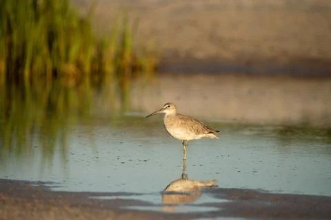 Sandpiper bird in nice light with reflection in water Stock-Fotos