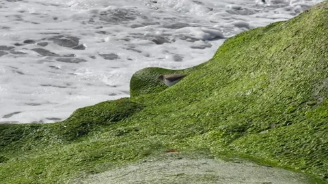 Sandpiper Bird On Ocean Rocks Video stock 324199304