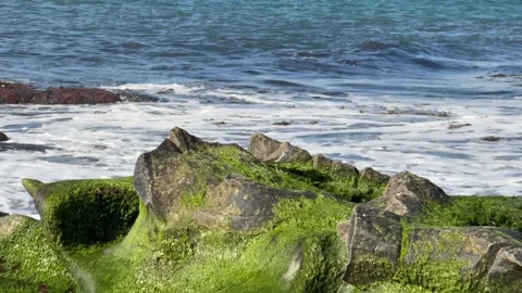 Sandpiper Bird On Ocean Rocks Video stock 324199498