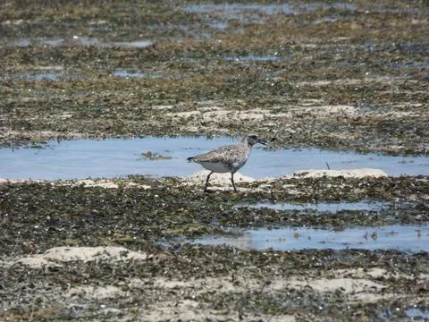 Sandpiper bird Stock Photos