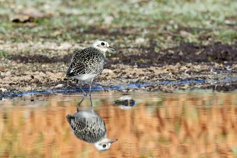 Sandpiper casts clear reflection. Stock Photos