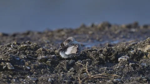 Sandpiper Cleaning Stock Footage 318094536