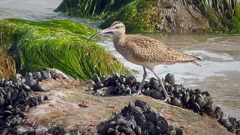 Sandpiper eats crab Stockbeeldmateriaal 237196636