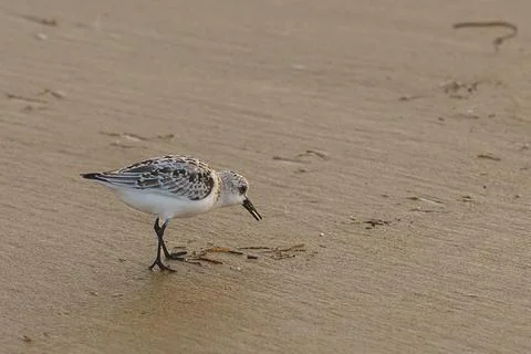 Sandpiper exploring the beach for a snack. Stock Photos