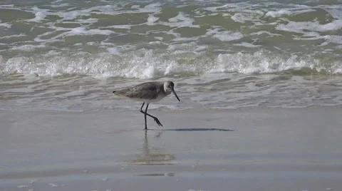 Sandpiper feeds in surf Vidéo 64822335