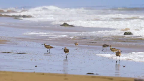 Sandpiper flock running through waves eating and hunting SLOWMOTION (1080p 2 Stock Footage 132759867