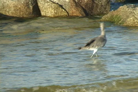 Sandpiper Stock Footage 534355