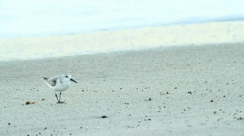 Sandpiper  Stock Footage 610980